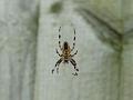 2014-0827-1530_Spider_19,5C